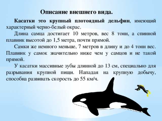 К чему снится касатка: женщине, девушке, беременной, мужчине – толкование по сонникам