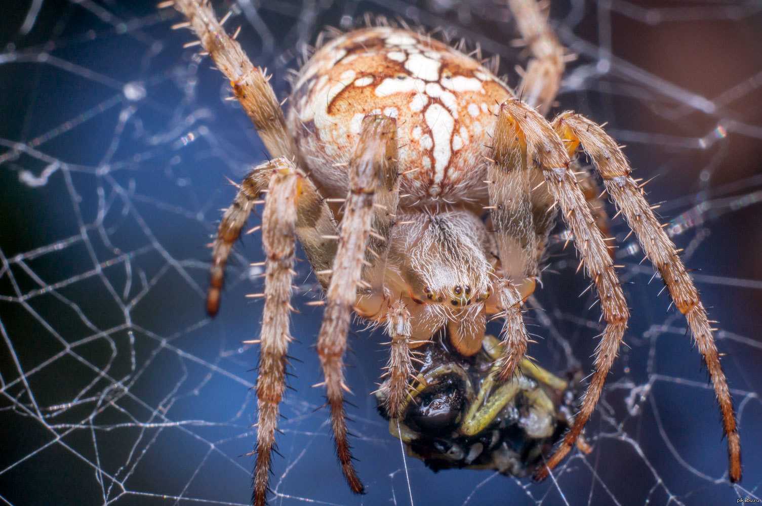 Видеть наяву паука: к чему эта встреча, народные приметы и суеверия