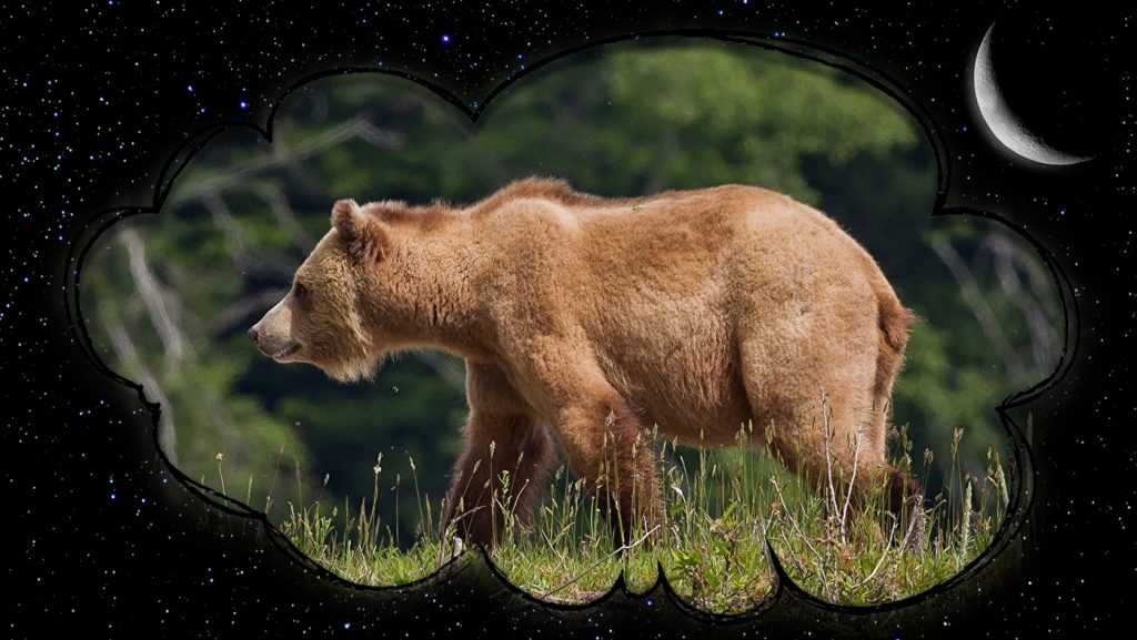 Медведи: сонник для женщины