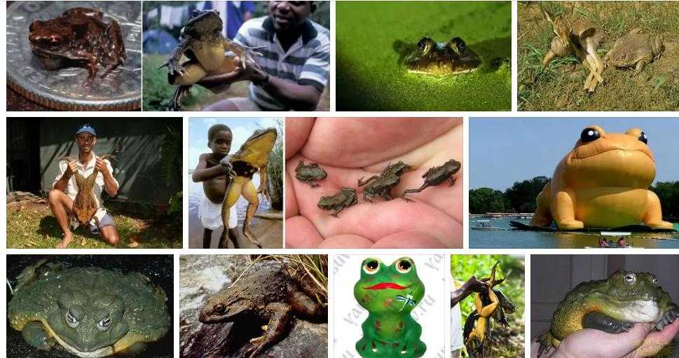 К чему снится  жаба во сне — по 90 сонникам! если видишь во сне жаба что значит?