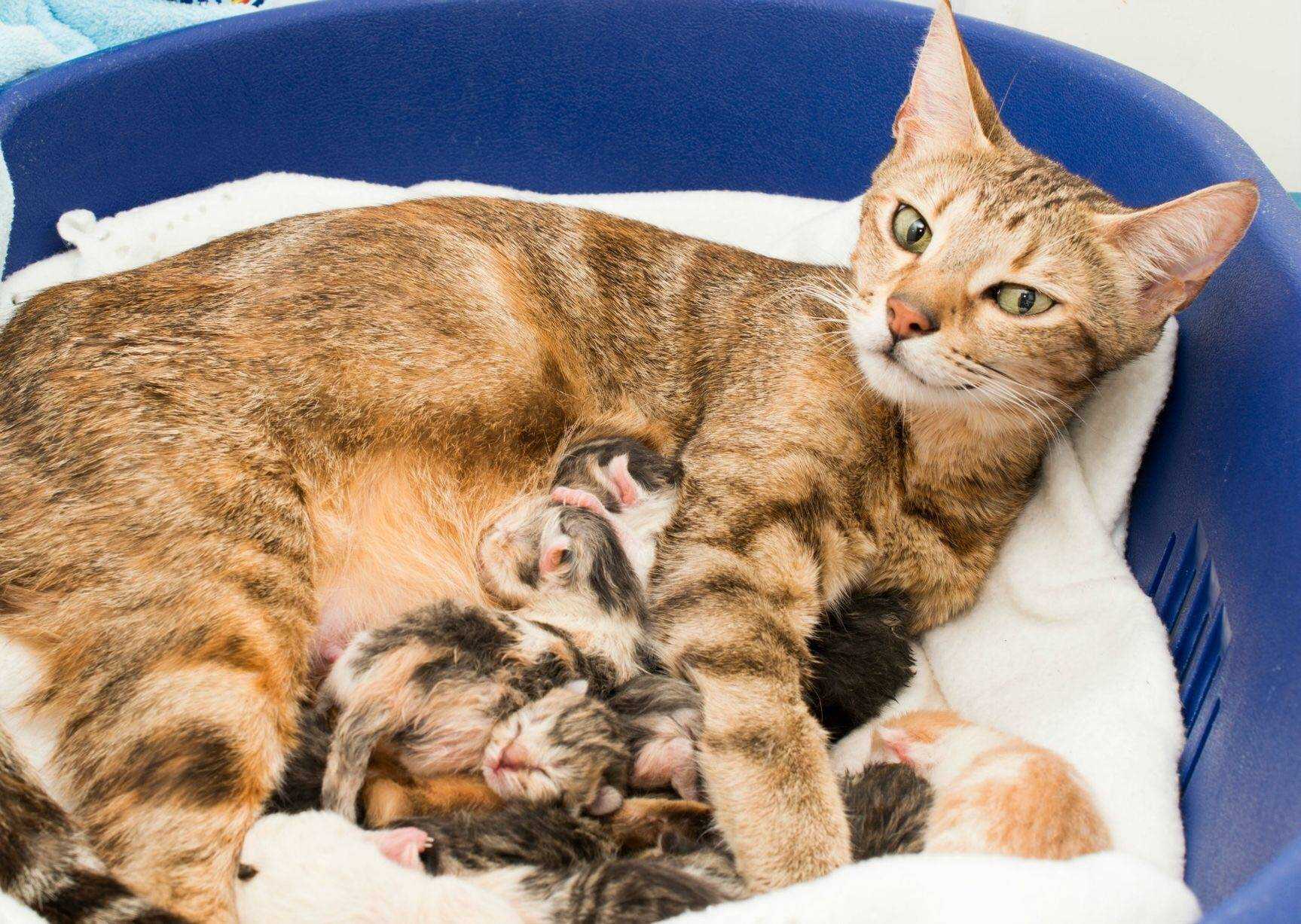 Кошки во сне беременной женщине. к чему снится кот беременной девушке
