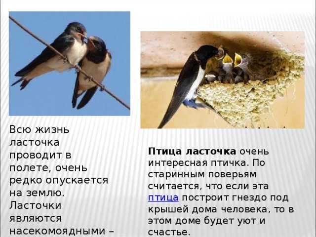 10 примет о птицах, предвещающих беду :: инфониак