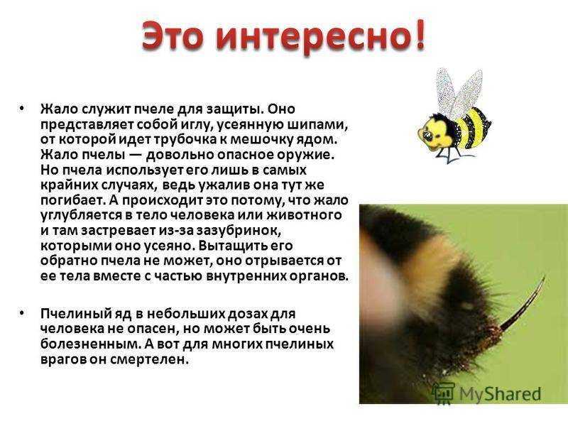 Сонник пчелы во сне к чему снятся пчелы