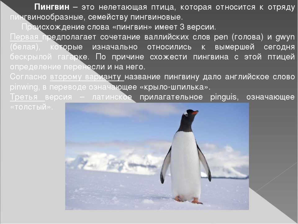 К чему снятся пингвины: толкование сонников