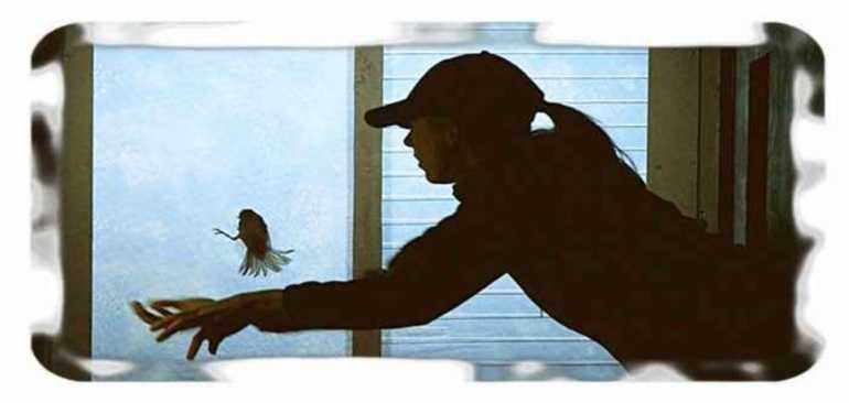 Залететь в окно сонник. Птица в окно примета. Птички на окна. Птица залетела в окно. Птица влетела в окно.