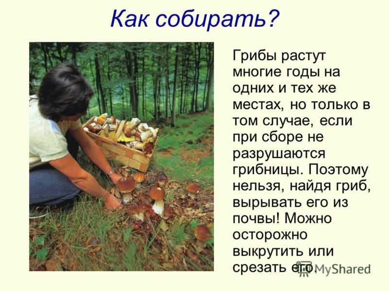 Почему нельзя собирать ягоды. Советы для сбора грибов. Правила как собирать грибы. Правила как правильно собирать грибы. Правила сбора грибов в лесу.