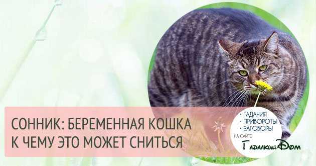 Сонник: к чему снится беременная кошка? значение и толкование сновидения :: syl.ru