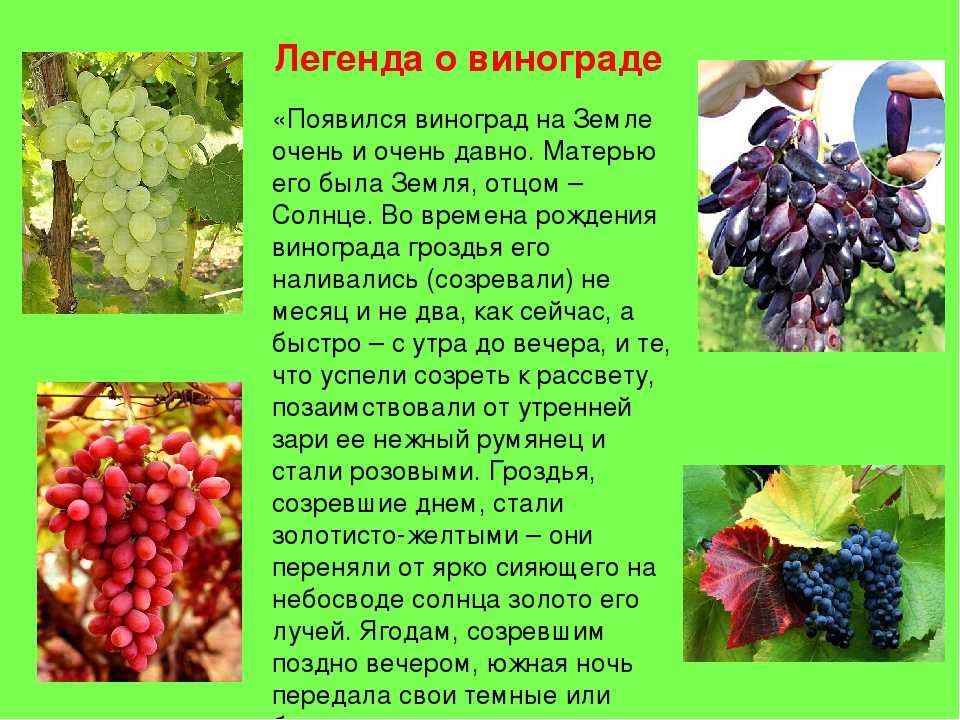 Сонник виноград | гороскопы 365