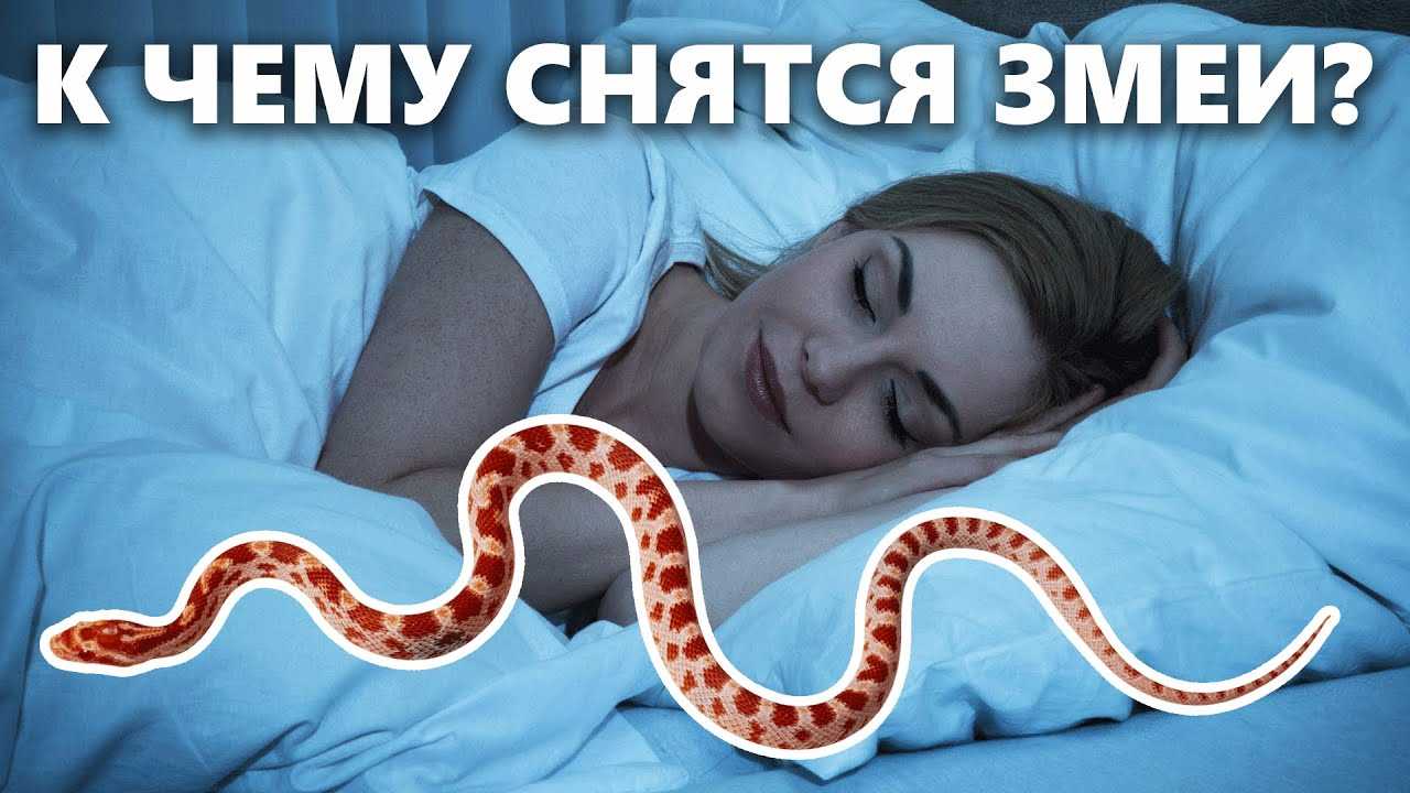 К чему снится белая змея 🐍 во сне, сонник и толкование сна