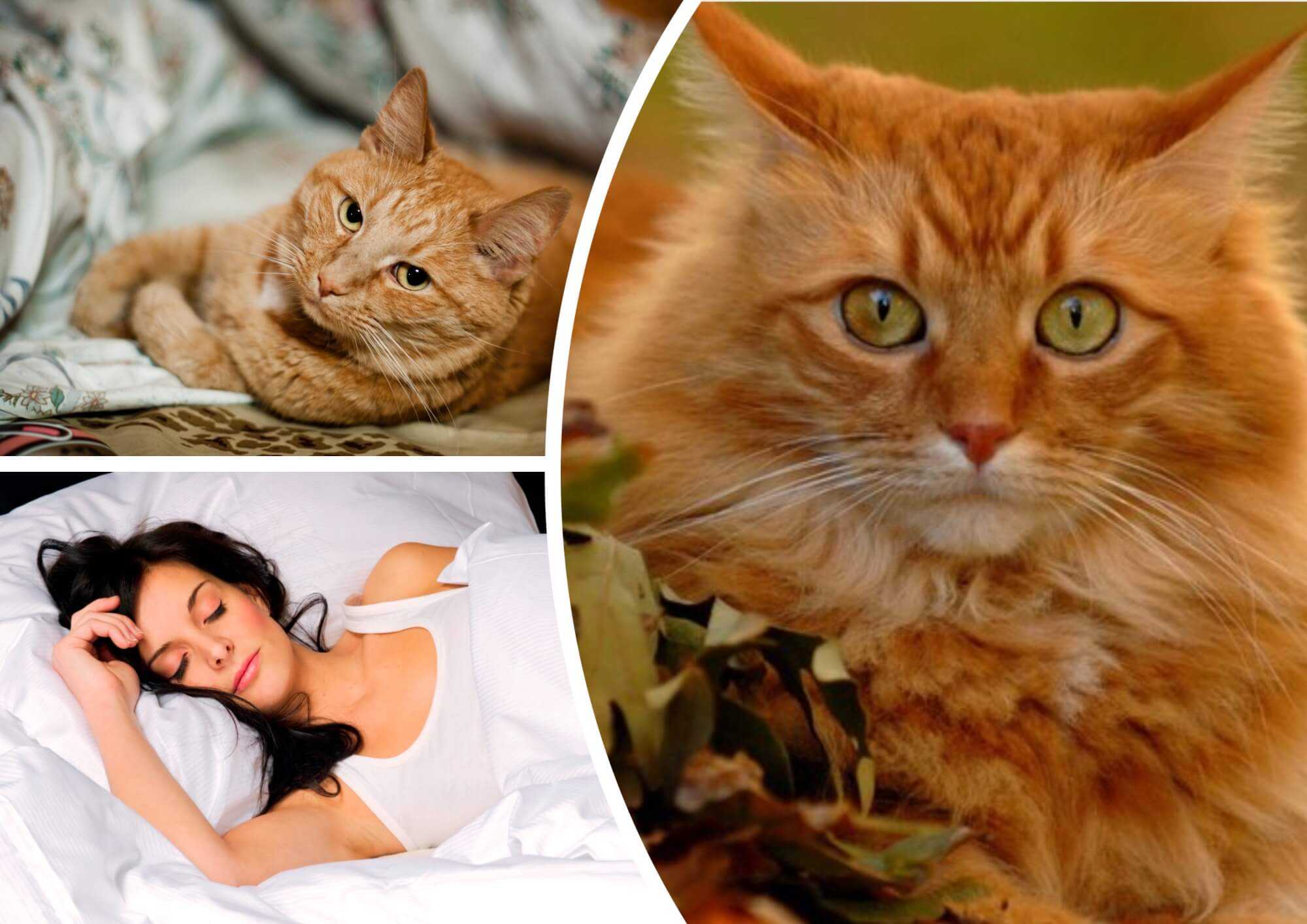 К чему снится рыжий котенок: самые точные толкования известных сонников. чего ждать, если приснился рыжий котенок