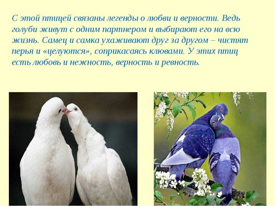 Сколько голубая. Интересные факты о голубях. Голуби для презентации. Рассказ про голубя. Интересные голуби.