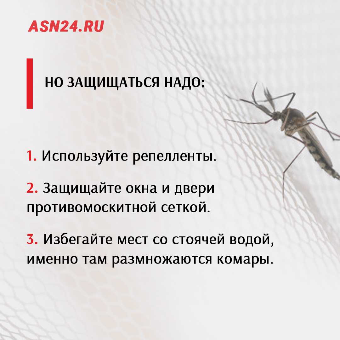 Как расшифровать сон о комарах — 47 значений сновидения