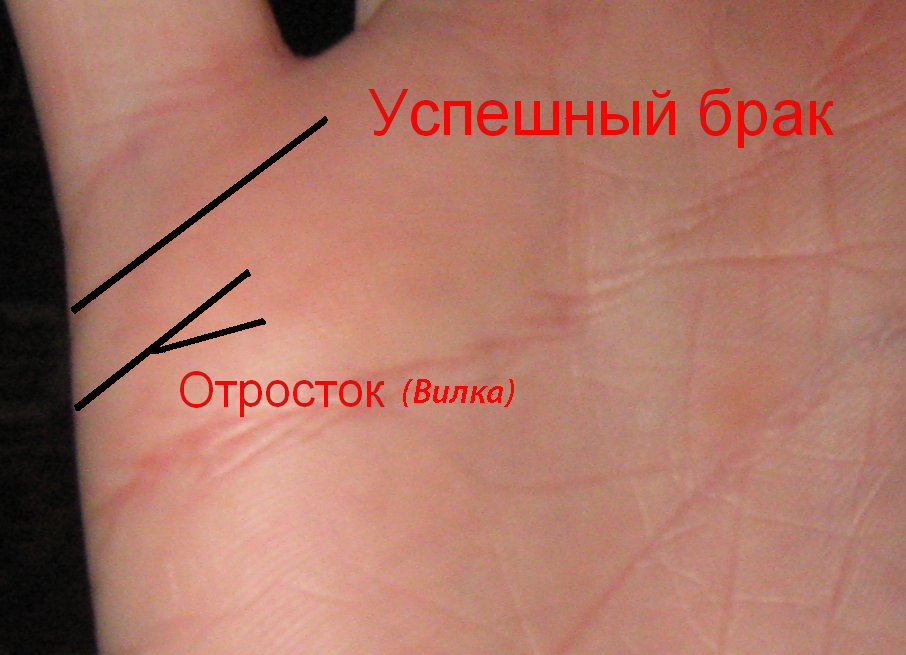 По какой линии на руке можно узнать сколько будет детей фото