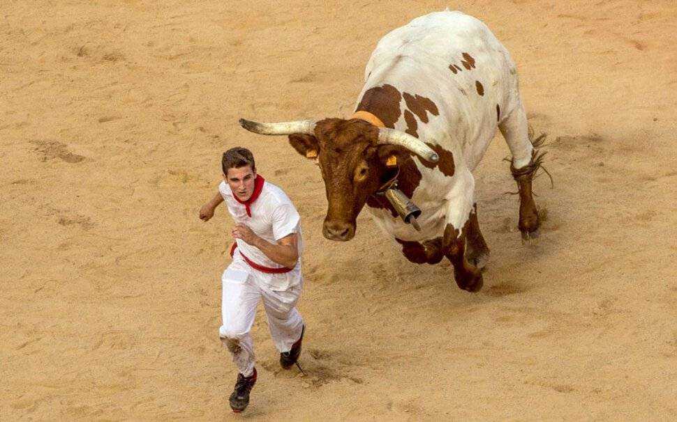 К чему снится что бык с рогами нападает на вас Образ быка ассоциируется с силой, могуществом, опасностью Знаменитые испанские корриды собирают миллионы