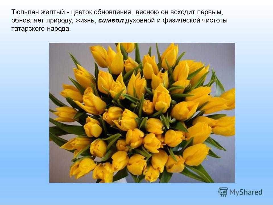 Стихи про тюльпаны и весну. Желтые тюльпаны. Букет желтых тюльпанов. Жёлтые тюльпаны на языке цветов. Желтый тюльпан о цветах.