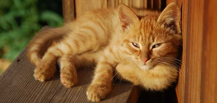Как правильно трактовать сон о рыжем коте — 30 значений