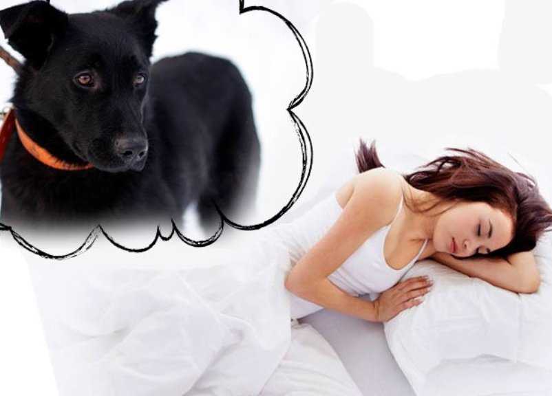 К чему снится помощь своей больной собаке: значение сна для мужчин и женщин, толкование по сонникам