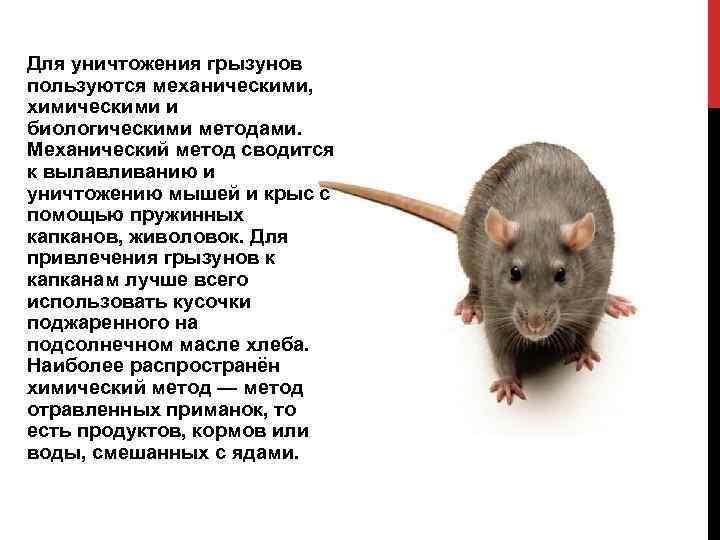 Почему появляются крысы