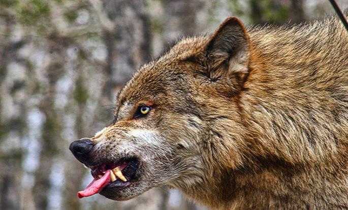 Сонник: к чему снятся волки, которые гонятся, нападают на меня и кусают?