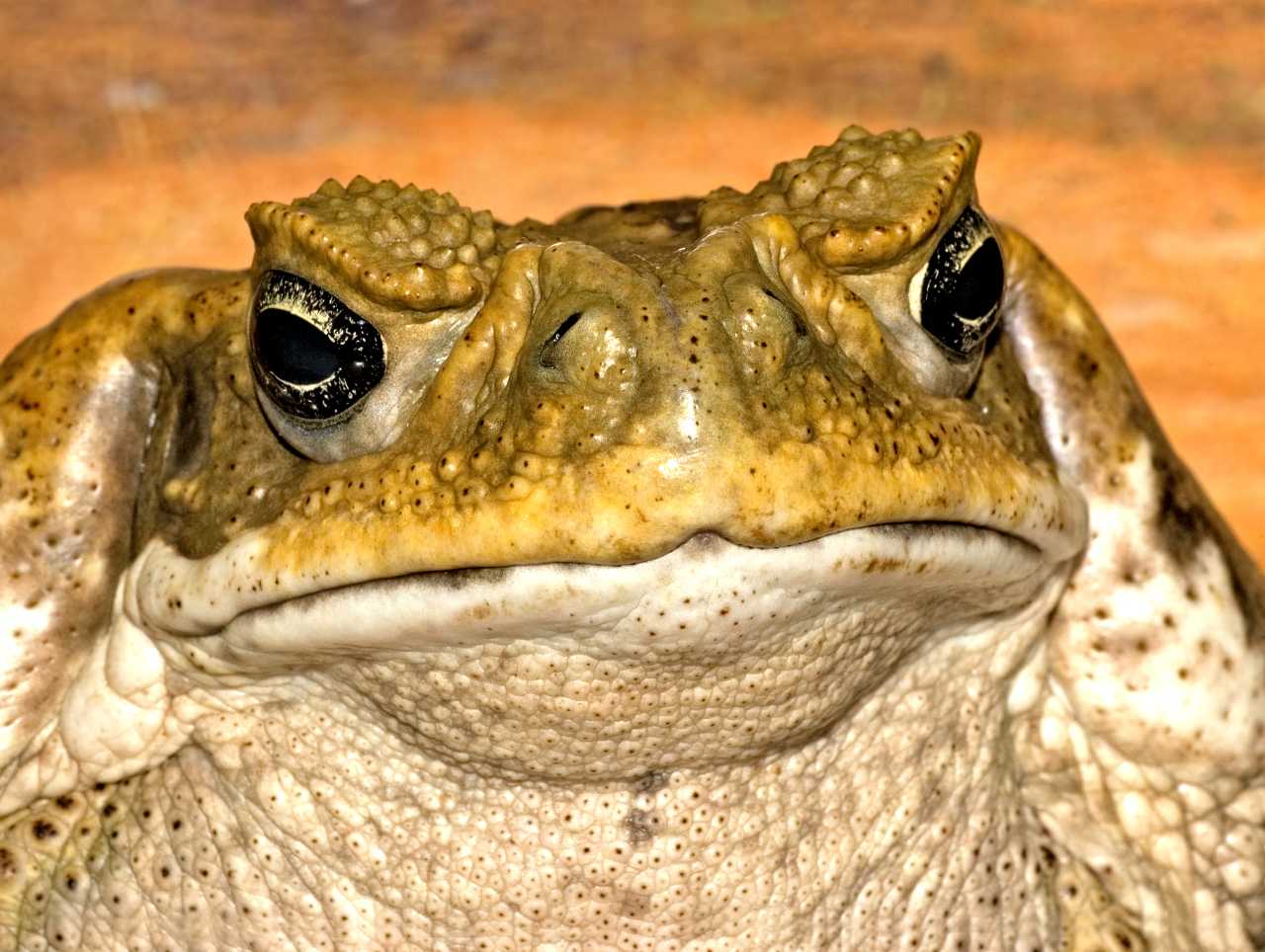 Сонник жаба: к чему снится и что означает сон?