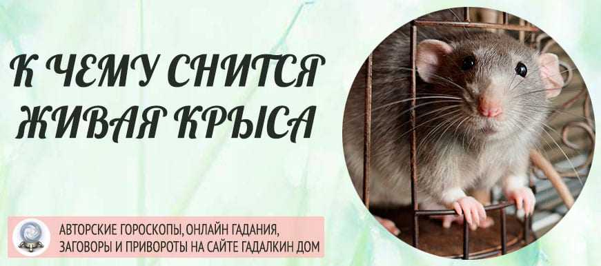 К чему снятся крысы - значение сна крысы по соннику