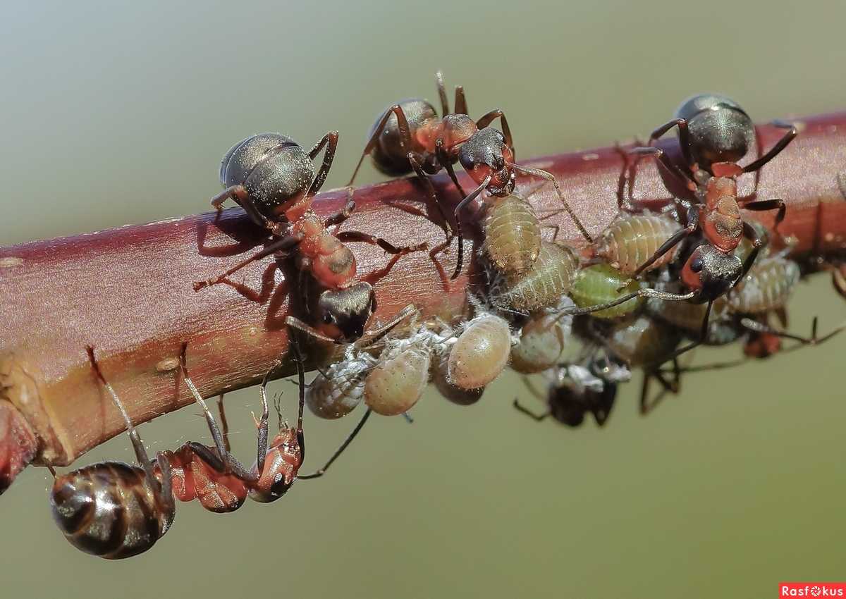 Куча муравьев. Муравьи феллахи. Муравьи много. Приснились муравьи. Муравьи куча.