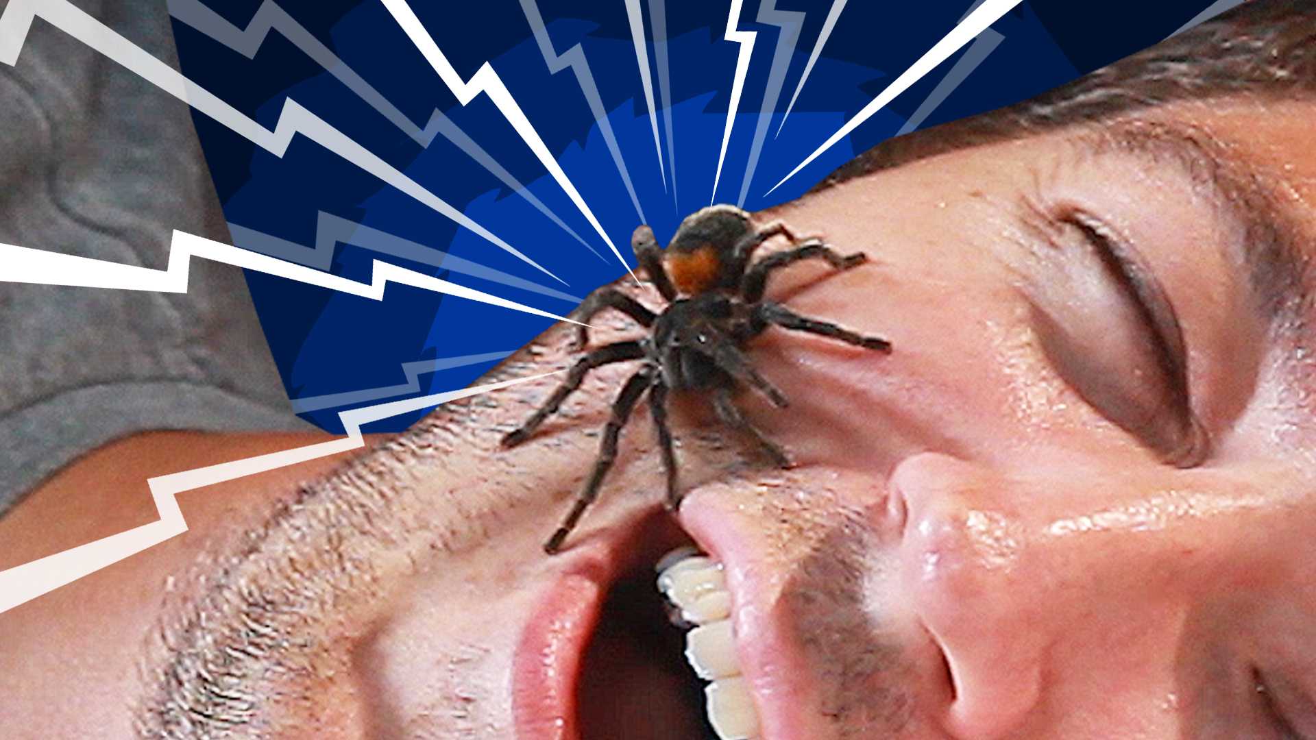 К чему снится укус паука?