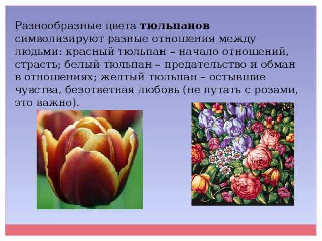 Тюльпаны это символ. Что означает тюльпан на языке цветов. Тюльпаны значение цвета цветов. Что символизирует тюльпан. Тюльпаны обозначение цветов.