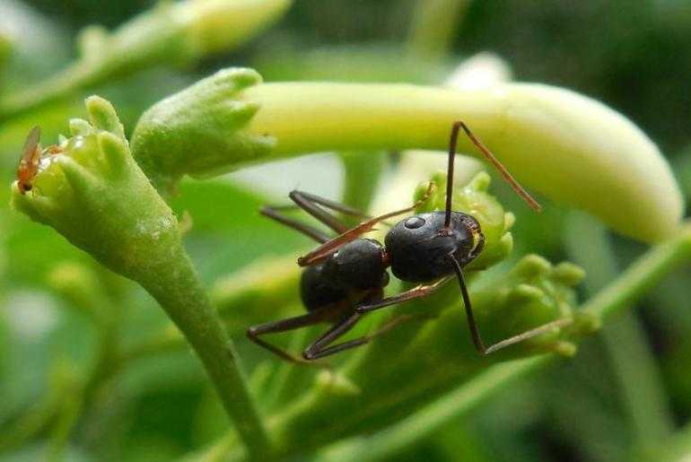 Сонник муравьи — к чему снится сон о муравьях, толкование сна