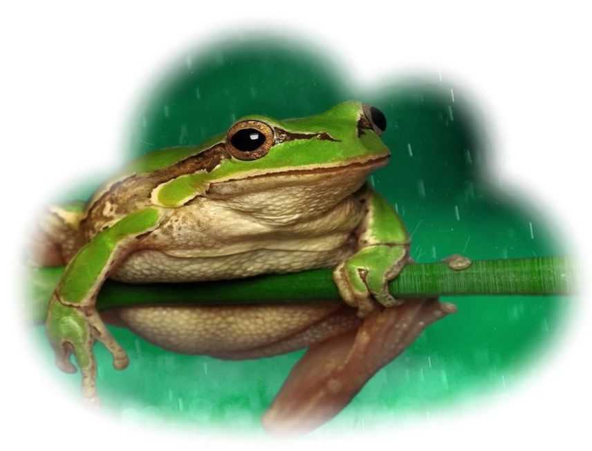 К чему снится жаба - значение сна жаба по соннику