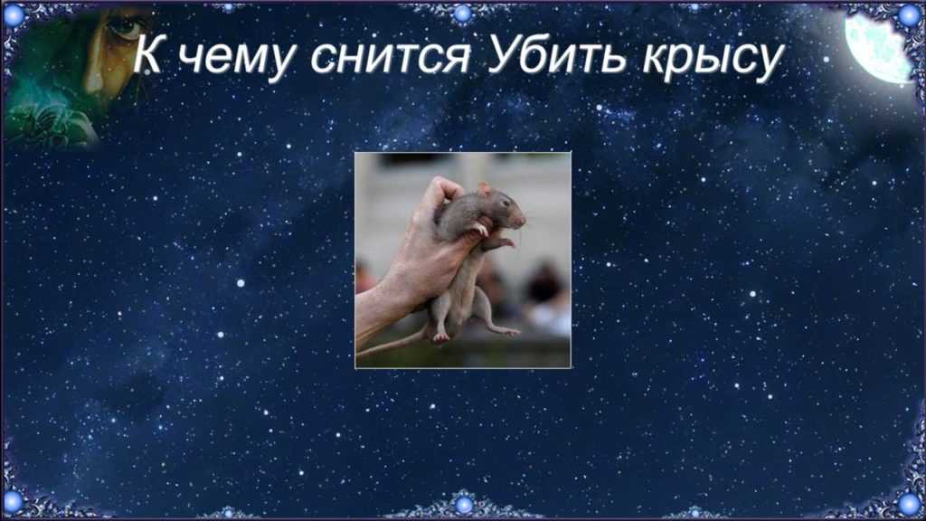 Сонник - крыса, к чему снится крыса во сне приснилась