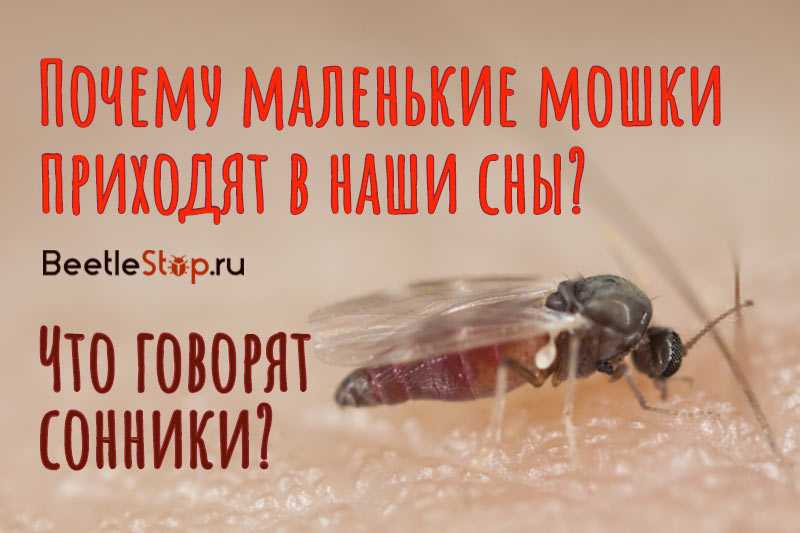 К чему снятся комары в большом количестве мужчине и женщине, значение насекомых, которые кусают, что означает убивать их