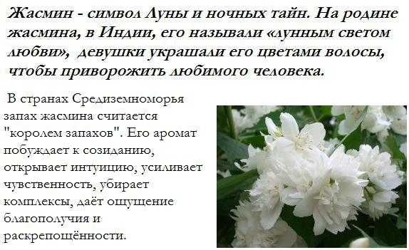 К чему снится роза - значение сна роза по соннику