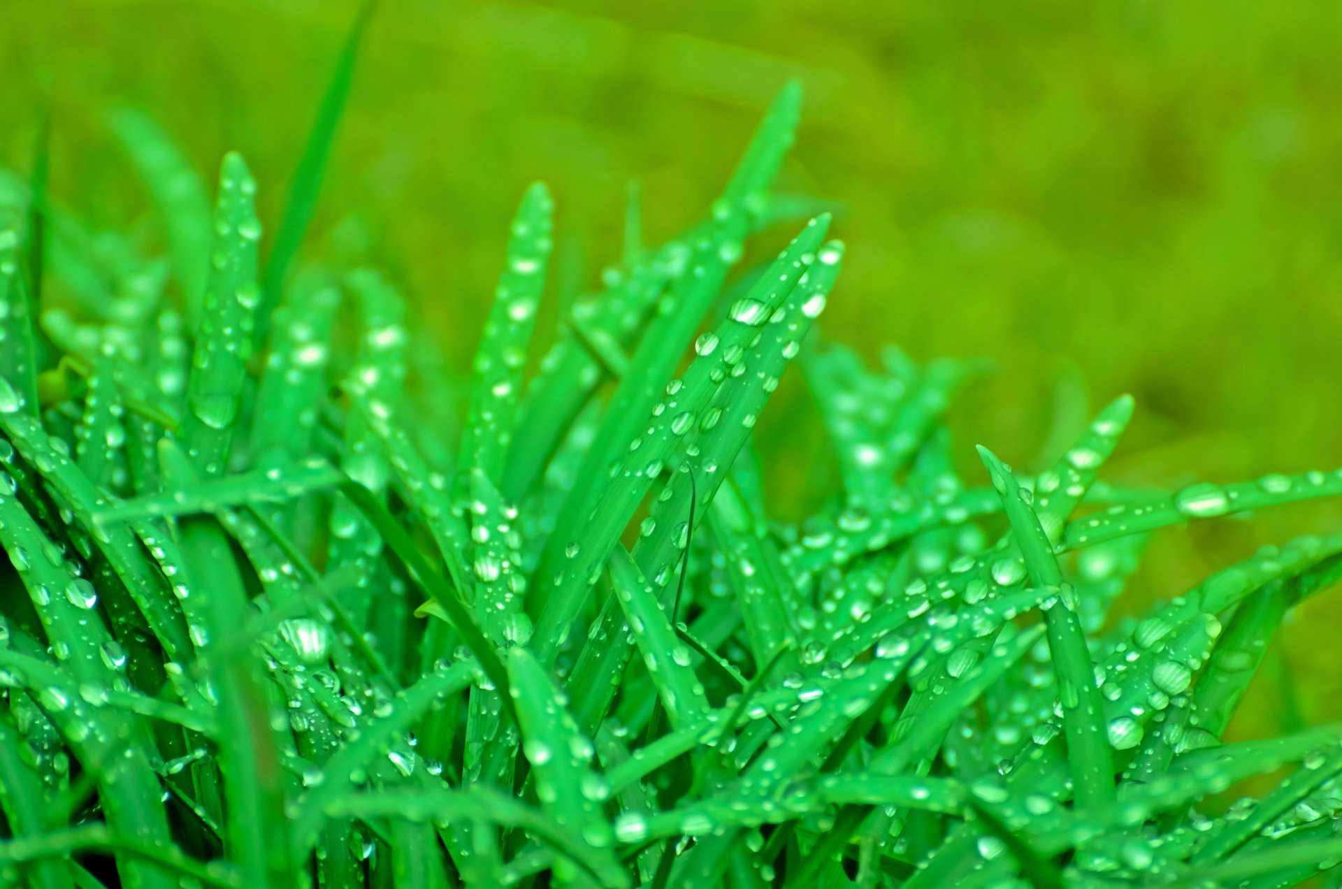 Свет свежесть. Зелёные растения. Зеленая трава. Трава фон. Трава зеленая после дождя.