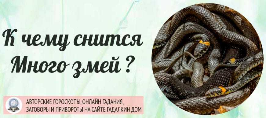 К чему снятся змеи женщине? толкование снов :: syl.ru