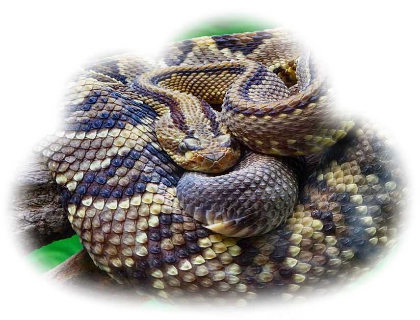 К чему снится убить змею?  толкование по сонникам