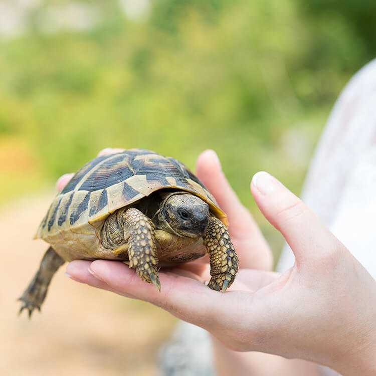 К чему снятся черепахи: большие или маленькие, много или мало, водные или сухопутные