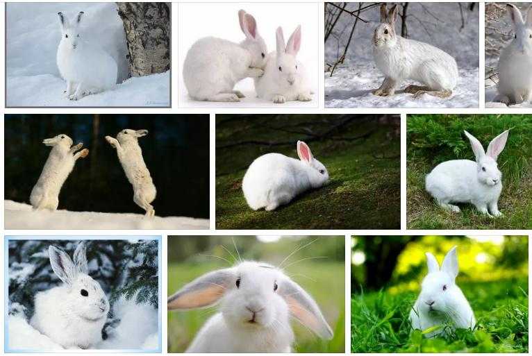 К чему снятся кролики во сне женщине. Зайцы белые много. Как видят кролики. К чему снится белый заяц. Кактвидят кролики.