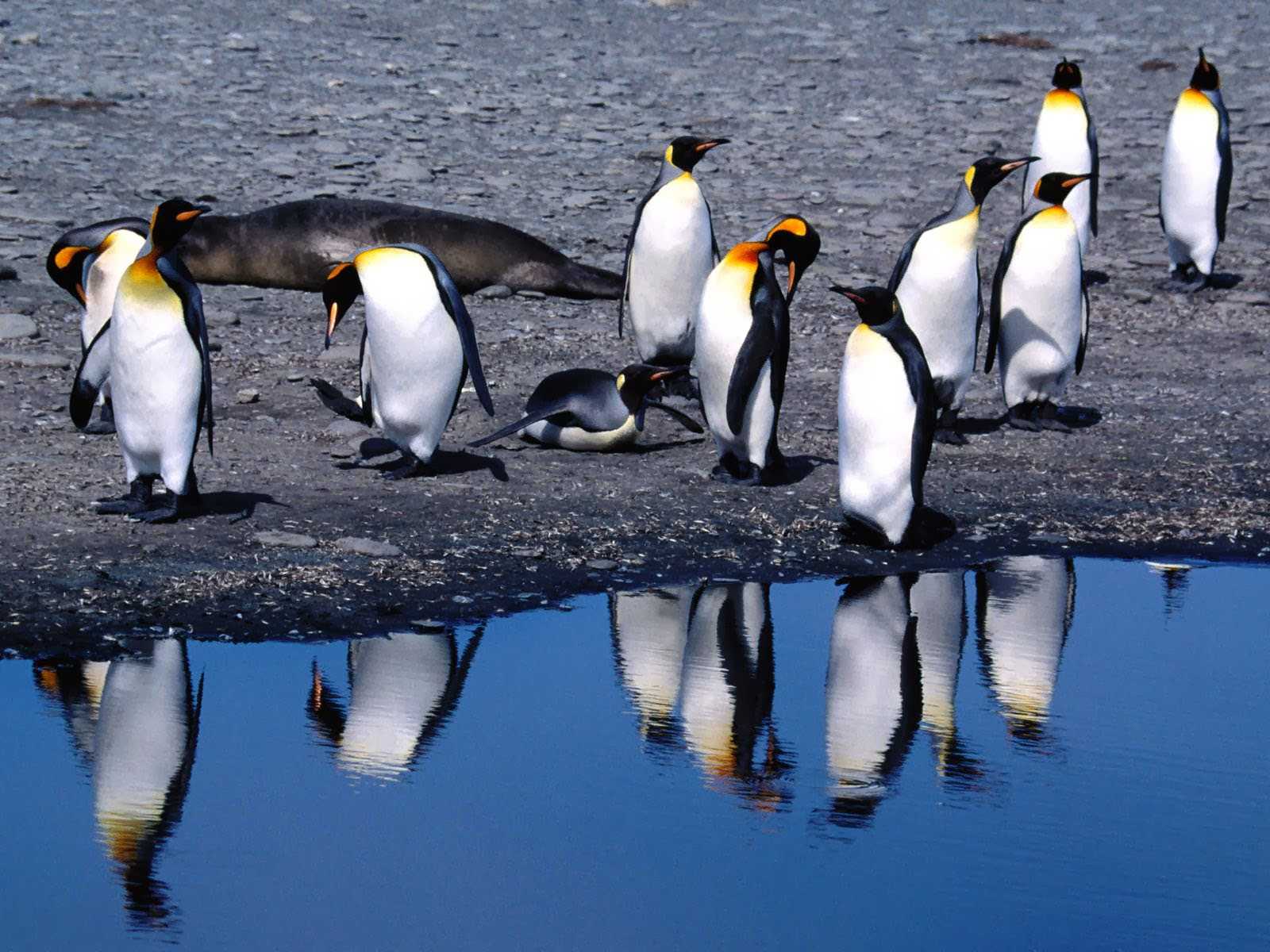 Сонник пингвины: к чему снятся пингвины  женщине или мужчине