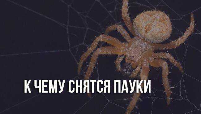К чему снятся пауки: большие и маленькие, укус паука, огромный тарантул - автор екатерина данилова - журнал женское мнение
