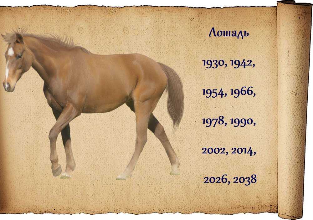 24 год год лошади. Лошадь по годам. Когда будет год лошади. Год рождения лошадь. Лошадь гороскоп.