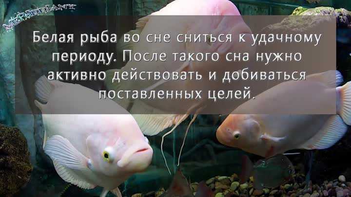 К чему снится рыба: живая, мороженная, гнилая, что означает во сне ловить щуку, сома в мутной воде, чистить чешую, кости