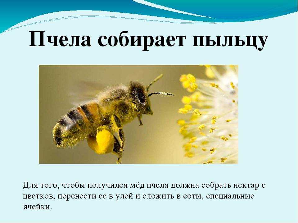 Пчела питается пыльцой. Пчела собирает пыльцу. Важные сведения о пчелах. Пчела собирает нектар. Пчелы презентация для детей.