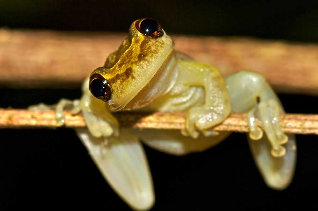 К чему снится жаба: значение снов по разным сонникам