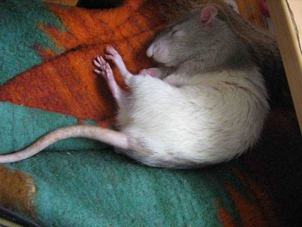 Мертвая крыса во сне