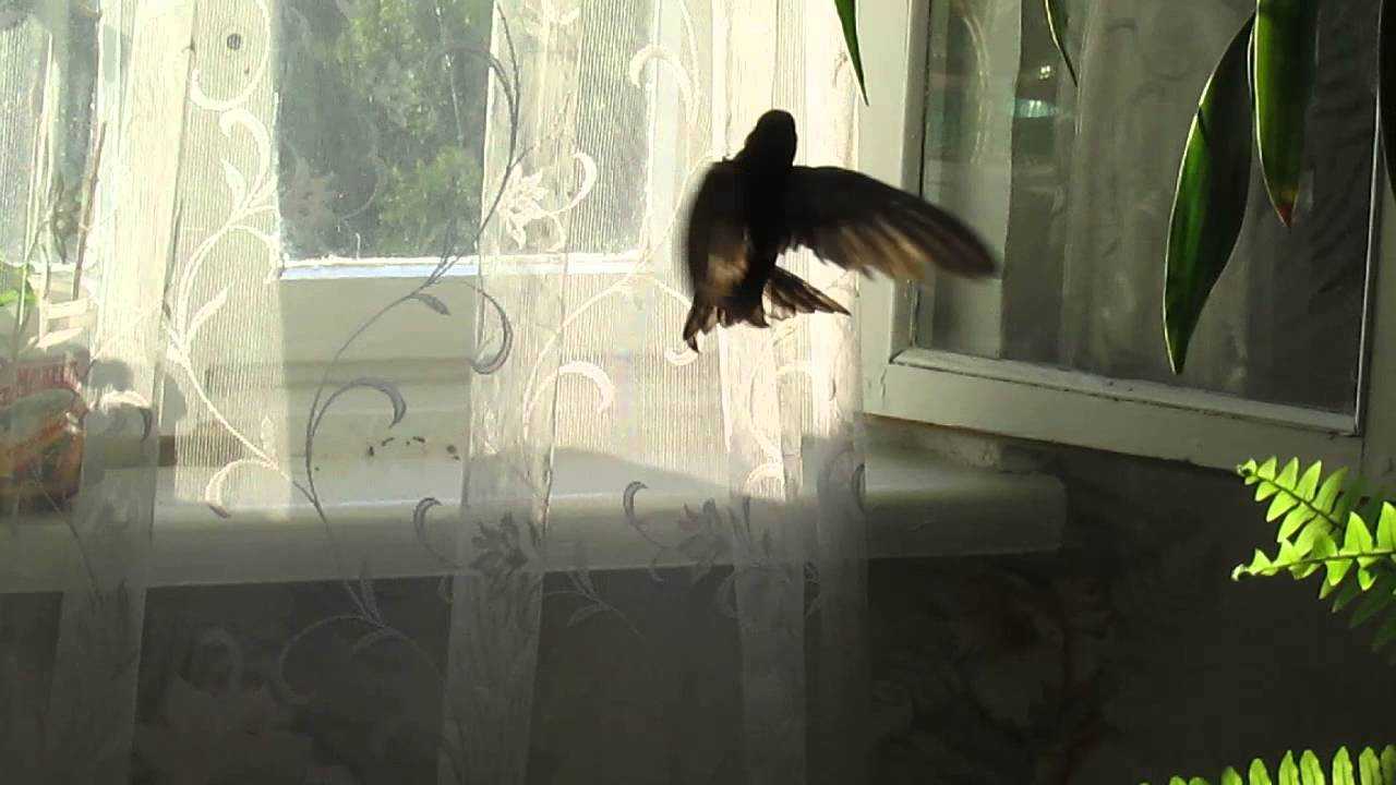 Птичка в окне примета. Птица залетела в окно. Птица на подоконнике. Птицы на окна. Птица влетела в окно.
