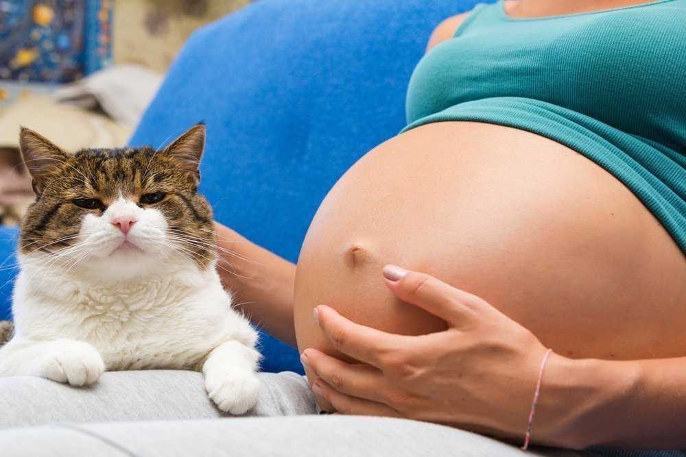 Беременная кошка в сонниках