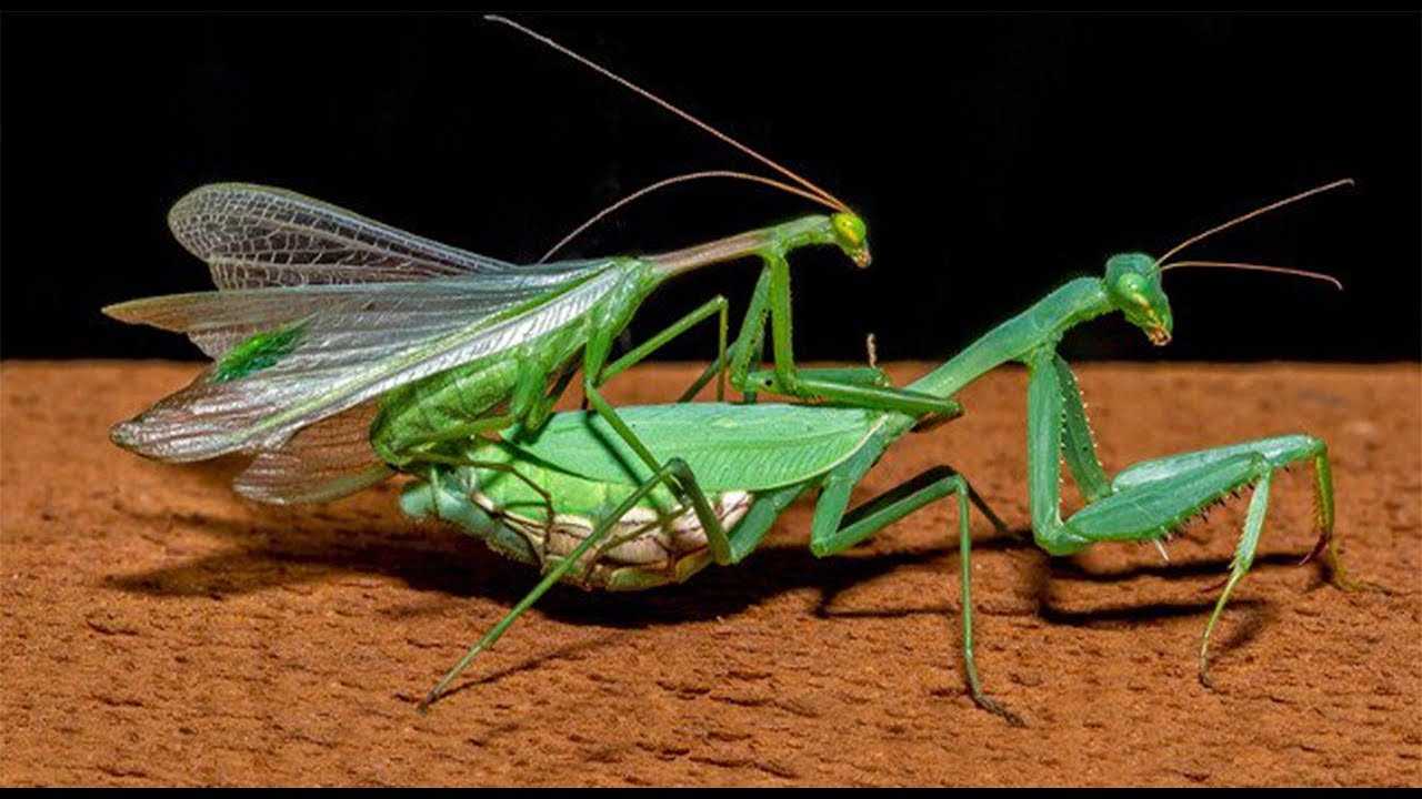 Самка и самец богомолов. Богомол обыкновенный (Mantis religiosa). Самка богомола насекомое. Богомол обыкновенный самка. Богомол обыкновенный самец и самка.
