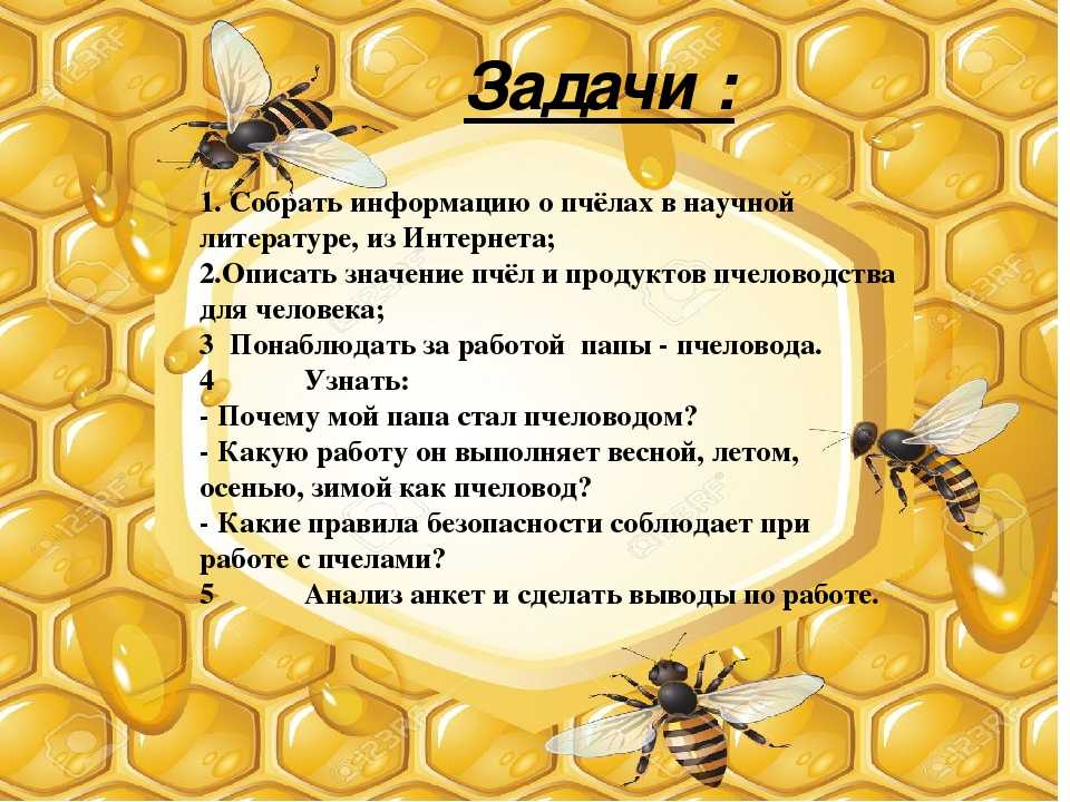 Пчела составить предложение. Интересные факты о пчелах. Интересное о пчелах для детей. Тема пчел для презентации. Проект на тему пчелы.