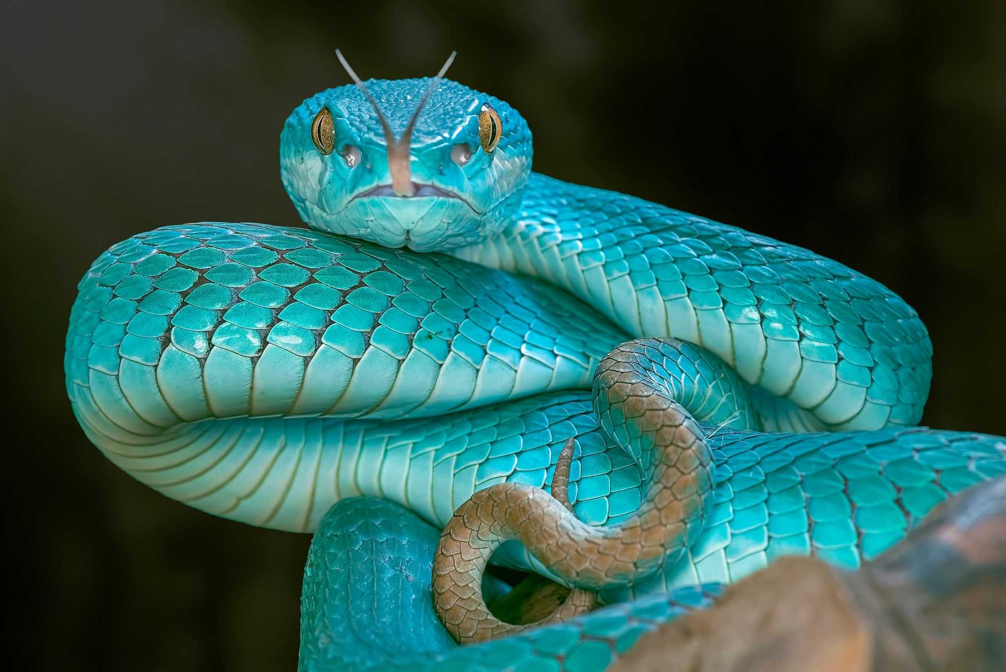 Кобра: к чему может сниться змея согласно сонникам